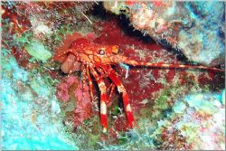 Red bander lobster by Osvaldo Deleon 